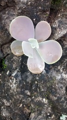 Gibbiflorae
