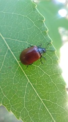 Plagiodera erythroptera