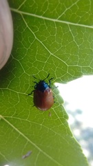 Plagiodera erythroptera