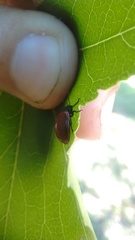 Plagiodera erythroptera