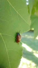 Plagiodera erythroptera
