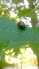 Plagiodera erythroptera