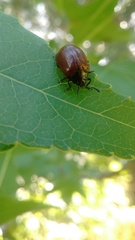 Plagiodera erythroptera