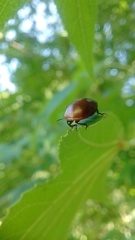 Plagiodera erythroptera