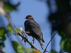 Patagioenas araucana