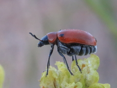 Coptocephala scopolina