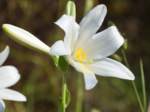 Lilium candidum
