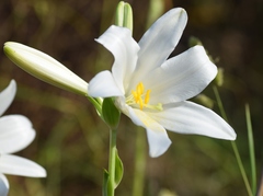Lilium candidum