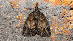 Microdes diplodonta
