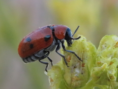 Coptocephala scopolina
