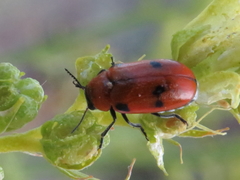 Coptocephala scopolina