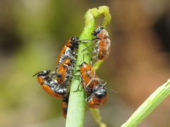 Coptocephala scopolina
