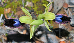 Ophrys atlantica