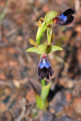 Ophrys atlantica