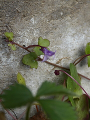 Cymbalaria muralis