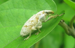 Xanthochelus