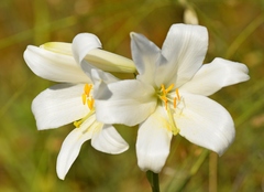 Lilium candidum