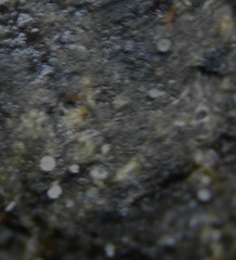 Ascozonus woolhopensis