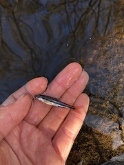 Pteronotropis harperi