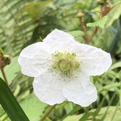 Rubus okinawensis