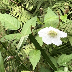 Rubus okinawensis