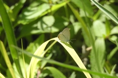 Euchrysops