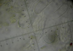 Ascozonus woolhopensis