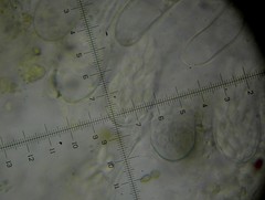 Ascozonus woolhopensis