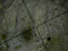 Ascozonus woolhopensis