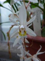 Coelogyne flaccida