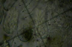 Ascozonus woolhopensis