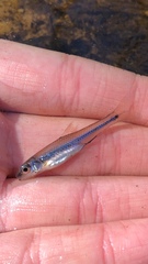 Notropis texanus