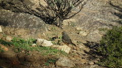 Turdus smithi