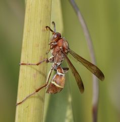 Polistes africanus