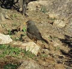 Turdus smithi
