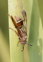 Polistes africanus