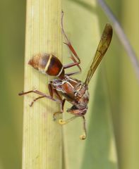 Polistes africanus