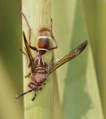 Polistes africanus