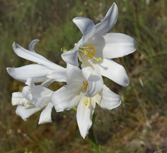 Lilium candidum