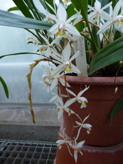 Coelogyne flaccida