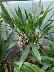 Coelogyne flaccida