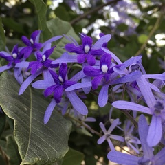 Petrea volubilis