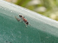 Dilobocondyla fouqueti