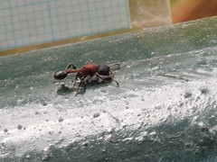 Dilobocondyla fouqueti
