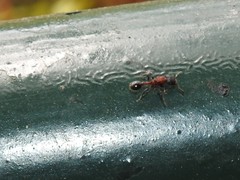 Dilobocondyla fouqueti