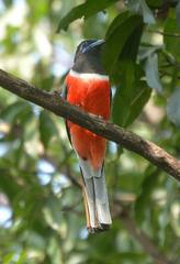 Malabar Trogon photo 2