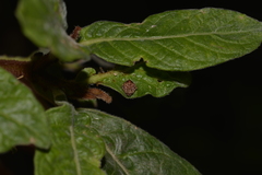 Araneus acuminatus