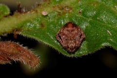 Araneus acuminatus