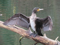 Phalacrocorax carbo