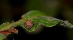 Araneus acuminatus